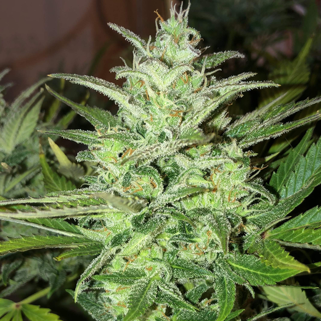 Original Sensible Seeds White Crystal Meth Auto Image 6